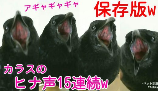 【保存版】カラスのヒナ声まとめ15連発w 草求め猫＆モナリザ猫＆近未来犬w 20190823、カラス＆四つ足トリオ