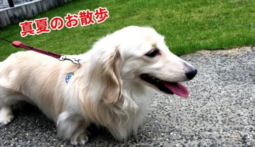 息が切れても元気にお散歩！犬の可愛い息づかいをお楽しみください～【ダックスフンド・ Dachshund】