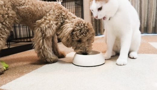 お互いのしっぽを追いかける、犬さんと猫さん。