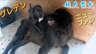 グレートデン＆ニューファンドランド 超大型犬 NewfoundlandDog Great DaneDog