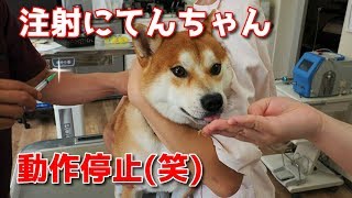 【京の柴犬】注射で完全フリーズの柴犬てんちゃん(笑)　太郎の犬モノガタリ＃１５２