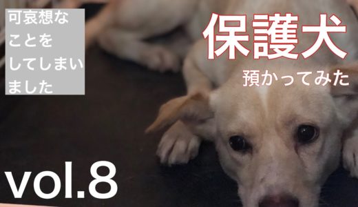 【保護犬預かり】悲しい事件が起こりました【1か月と10日目】