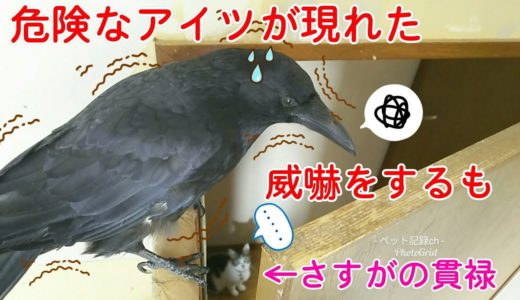 【恐怖の来訪者】カラスの元へあの恐ろしいお方が訪れてしまいました･･･ 最先端猫＆最先端過ぎ犬w 20190824、カラス＆四つ足トリオ