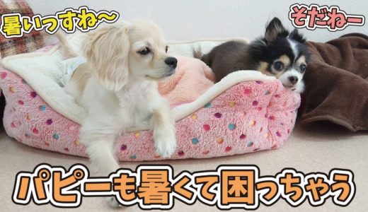 台風一過でめちゃ暑い…💦 🐶ひみつきちなう！②🐶 (ミックス犬,チワワ) 2019年8月17日