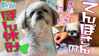 【料理と怪談】シーズー犬てんぽさん のんびり盆休み 2019夏 Vol.4