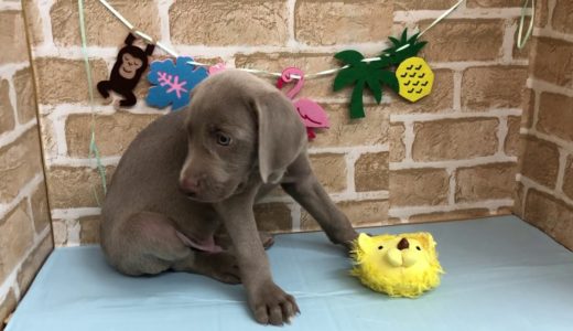 【No.104135ワイマラナー♂】ペットショップ犬の家猫の里碧南店