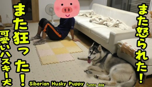 狂ったように走り回り、最後は怒られるハスキー犬がかわいい Husky Puppy