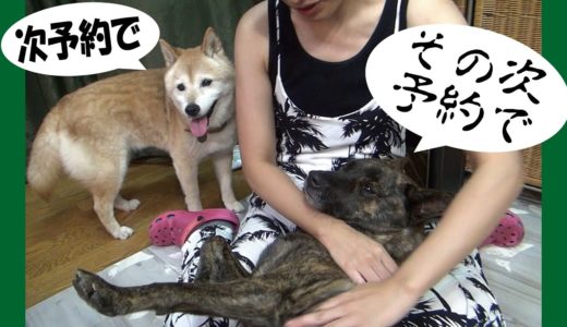 柴犬が甲斐犬に「かわりばんこを守れ」と主張する＝！