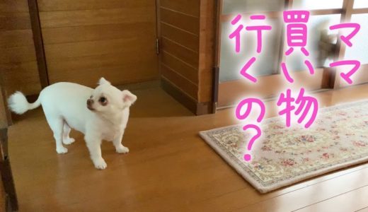 犬が寂しい時にする行動！ママの買い物に気付いたチワワのコハク