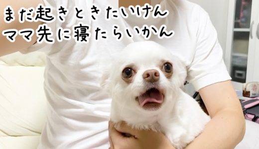 先に寝ようとするママに文句を言う犬！まだ寝たくないチワワのコハク