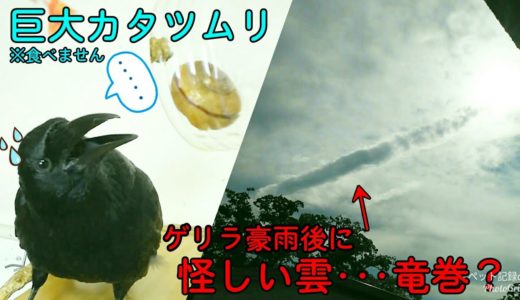 【カラスの弱点】カラスにカタツムリを見せたらキモがりましたw 怪し雲＆アパ猫＆階段姐＆帽子犬 20190820、カラス＆四つ足トリオ