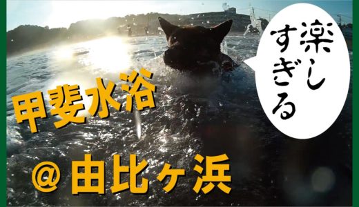 甲斐犬と柴犬の海水浴＝！