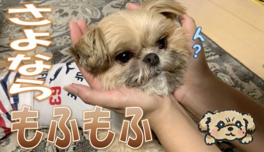 さよならもふもふ！ トリミング前のミックス犬むぎ – Dog Before Grooming -【チワワ×シーズー】