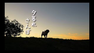 ちょっと涼しい夕暮れさんぽ パグ犬ぷぅ pug