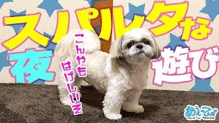 【部活？夏合宿？】犬とのスパルタな夜の遊び Let’s play like a club with dogs