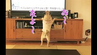 今朝のぷぅ：朝からテレビに語りかけるパグ犬ぷぅ pug