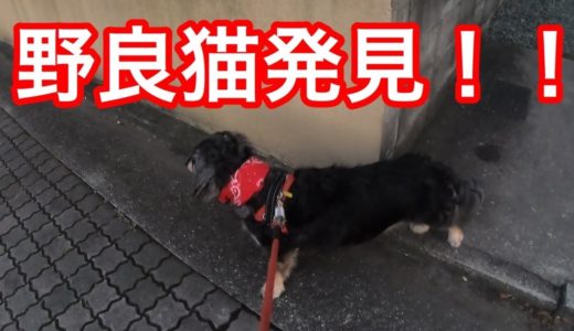 野良猫に夢中でお散歩に集中できないミックス犬 mixed breed dogs