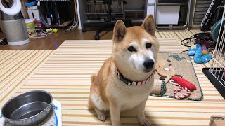 柴犬小春　【ライブ】犬っていつ寝るの？