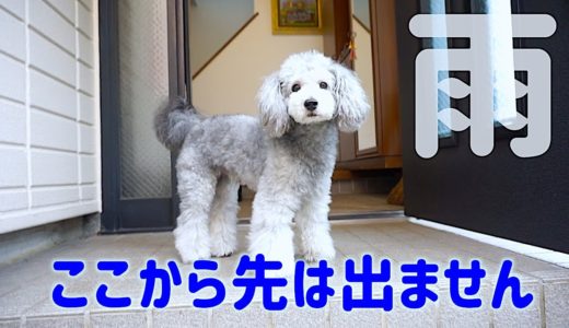 🐶雨の日は絶対、外に出たくない犬。【トイプードルのグリィ】【犬】【dog】【toy poodle】