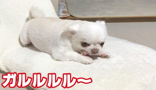 飽きるまでは誰にも触らせない犬！本気で怒るチワワのコハク！！でも見せびらかしたい