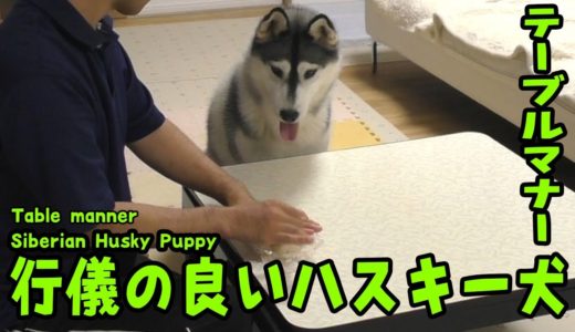 テーブルで行儀よく梨食べるハスキー犬 Husky Puppy