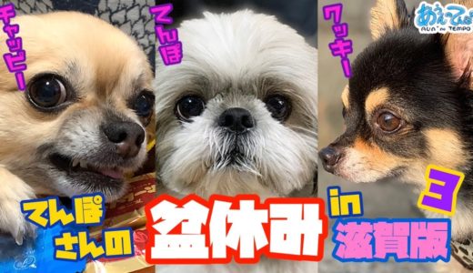 【滋賀版03終】シーズー犬てんぽさん チワワーズと盆休み