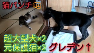 超大型犬 ニューファンドランド グレートデン 元保護猫 NewfoundlanddogGreat DaneA protective cat渡辺ボス