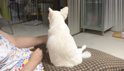 おやつが貰えなくてかなり落ち込む犬！チワワのコハク