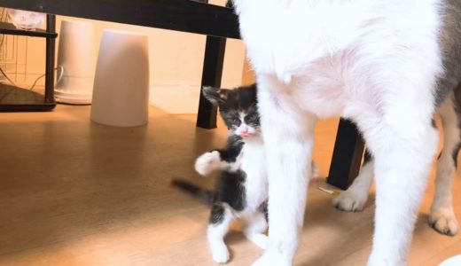 【子猫パンチ】犬へのアタック