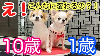 たった2時間で有り得ないほど若返ったシニア犬チワワ