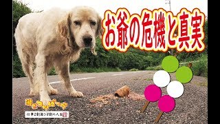 【犬】お爺の危機と真実・・・