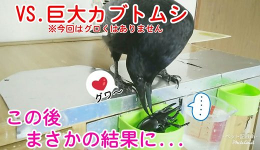 【カブトムシ】カラスに超巨大カブトムシを与えた結果w スタッフ猫ども＆鏡犬w 20190827、カラス＆四つ足トリオ