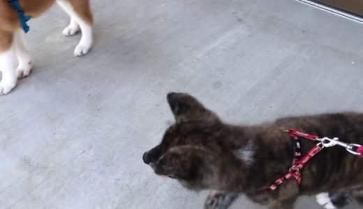 秋田犬の里でハルトくんに出会う