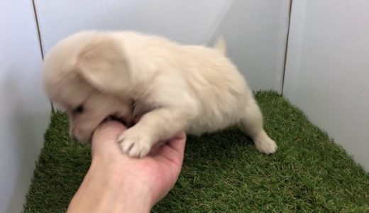 犬の家小田原店　ハーフ犬（チワワ×ミニチュアダックスフンド）　お問い合わせ番号103921