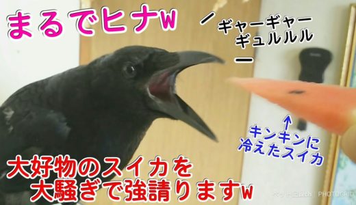 【まるでヒナ】寝起き夏バテカラスに冷えたスイカを与えたら大騒ぎでまるでヒナw まるで猫＆マジシャン姐御＆騙され犬 20190801、カラス＆四つ足トリオ