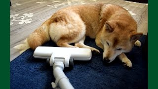 掃除機は好き..でも眠気には勝てない＝！【甲斐犬・柴犬】