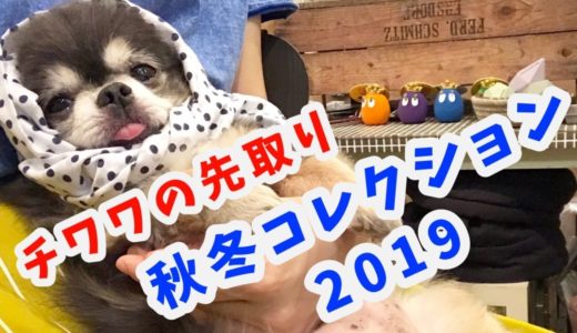 チワワの秋冬コレクション2019/ A/W Collection 2019【犬】