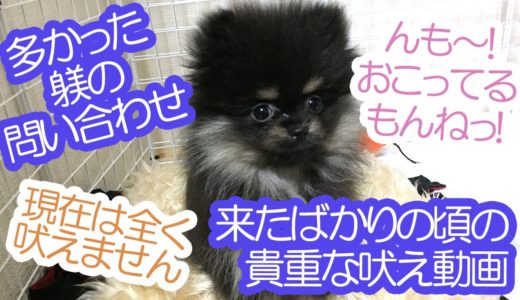 現在吠えないポメラニアン犬！生後3ヶ月の過ごし方を紹介≪#708≫