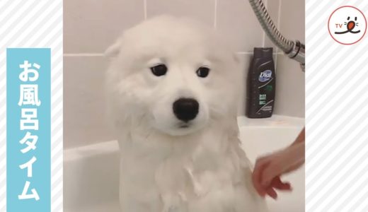 お風呂に入るサモエド犬🚿 その何ともいえない表情がかわいい😶❣️【PECO TV】