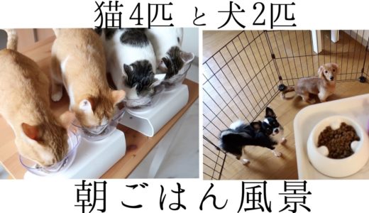 【猫4匹と犬2匹】我が家の大興奮の朝ごはん風景