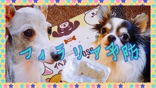 チワワとイタグレのフィラリア予防【犬動画】【イベルメック】