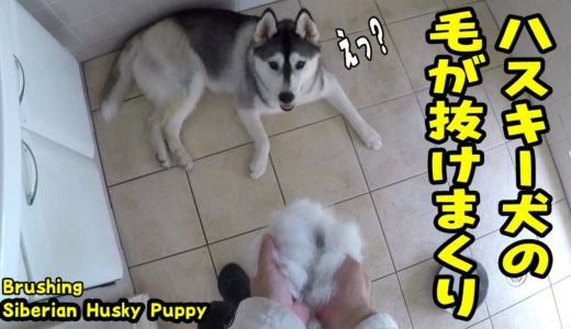 毛抜きは病みつきになるおもしろさ ハスキー犬　Husky Puppy