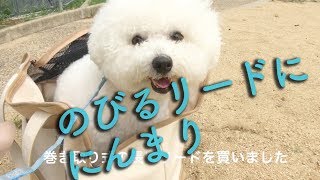 犬が伸びるリードに歓喜！ビションフリーゼわたまる