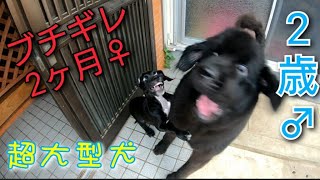 超大型犬 グレートデン ブチギレ🤪💥🥊💨 ニューファンドランドボス君ビック🐶 NewfoundlanddogGreat Dane