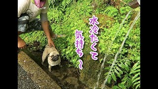 めっちゃ綺麗な湧水で水遊びをするパグ犬ぷぅ pug