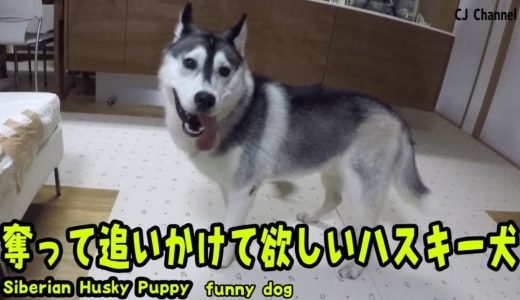 追いかけて、奪ってほしいハスキー犬 Husky Puppy