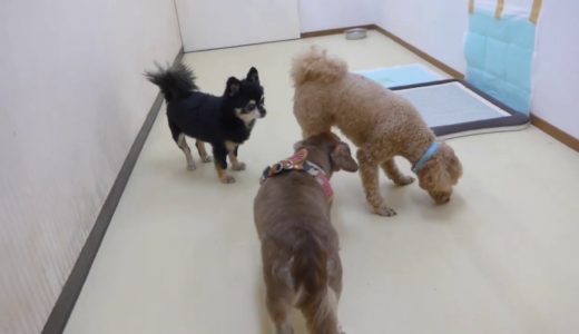 2019.8.13（火）BowWowCLUB（バウワウクラブ）瑞江店　犬の保育園の様子