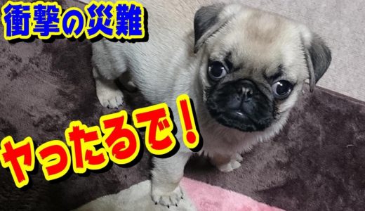 【突然の災難】 赤ちゃん犬を飼うと、こうなったりします。うちのパグ『おまめ日記』《ブサかわパグ動画》