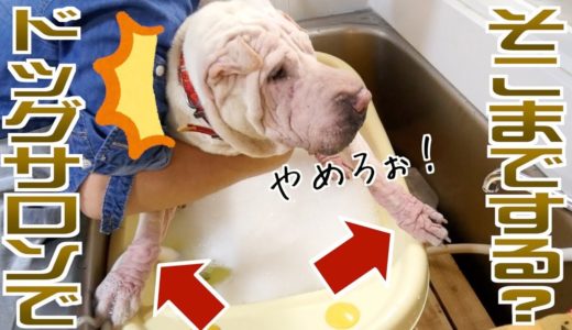 【ブチャ犬もやちゃん】はじめてのドッグサロンで大緊張！！お風呂を全力抵抗する…💦💦