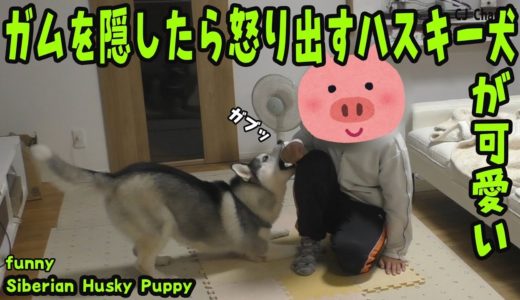 あげたガムを隠したら怒り出したハスキー犬がかわいい Husky Puppy